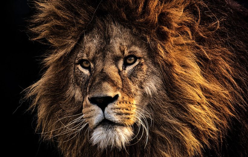 4 days Lake Manyara -serengeti-Ngorongoro crater- Tanzania safaris